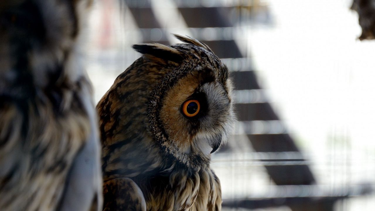 Wallpaper owl, bird, eyes, feathers