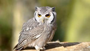 Preview wallpaper owl, bird, eyes, predator