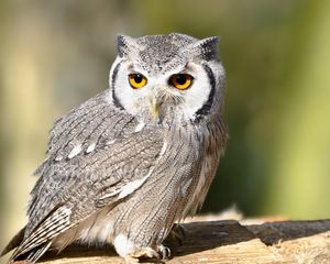 Preview wallpaper owl, bird, eyes, predator