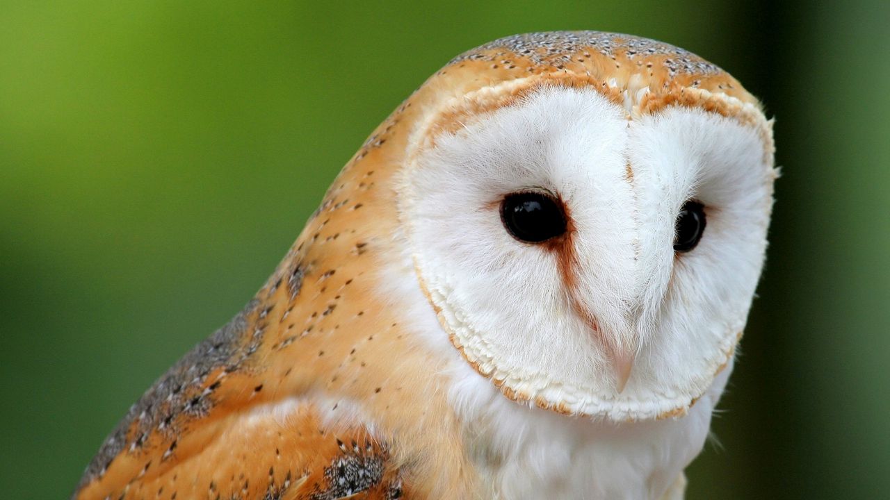 Wallpaper owl, bird, face, predator