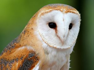 Preview wallpaper owl, bird, face, predator