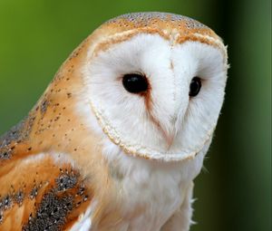 Preview wallpaper owl, bird, face, predator