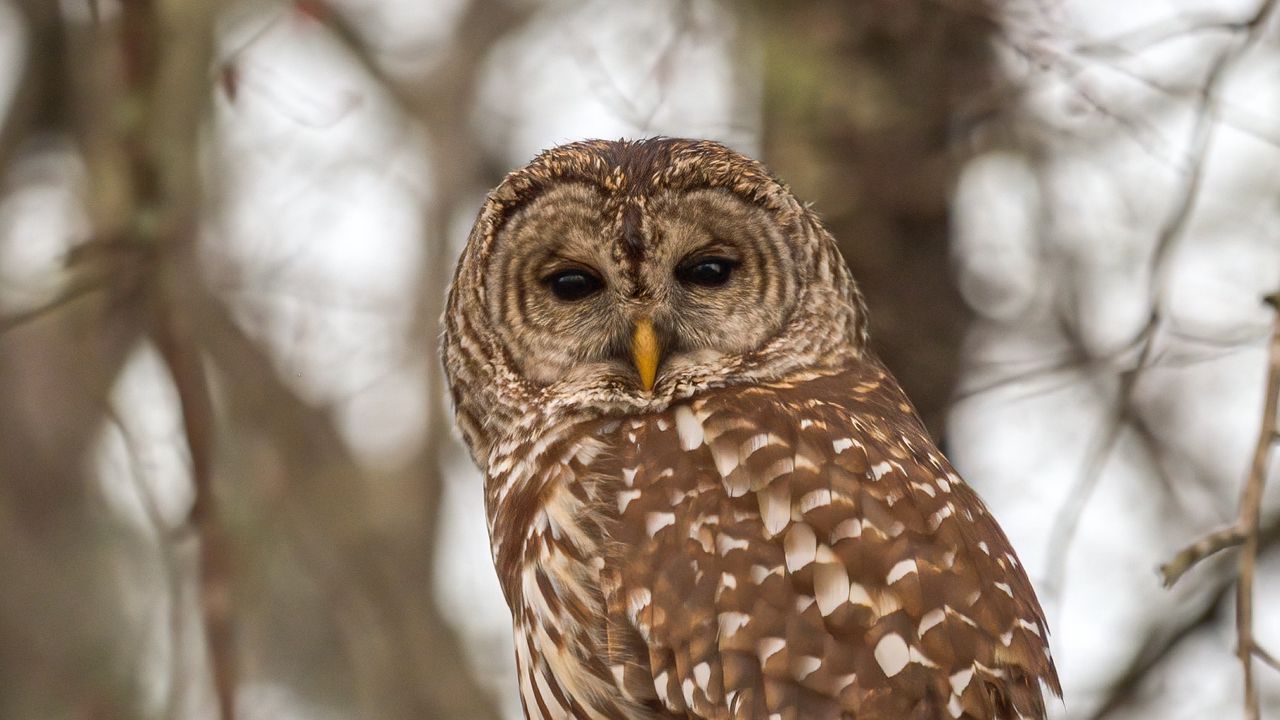Wallpaper owl, bird, feathers, tree