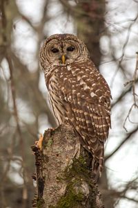 Preview wallpaper owl, bird, feathers, tree