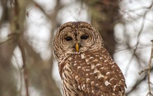 Preview wallpaper owl, bird, feathers, tree