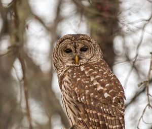 Preview wallpaper owl, bird, feathers, tree