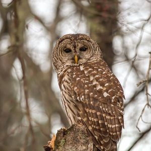 Preview wallpaper owl, bird, feathers, tree