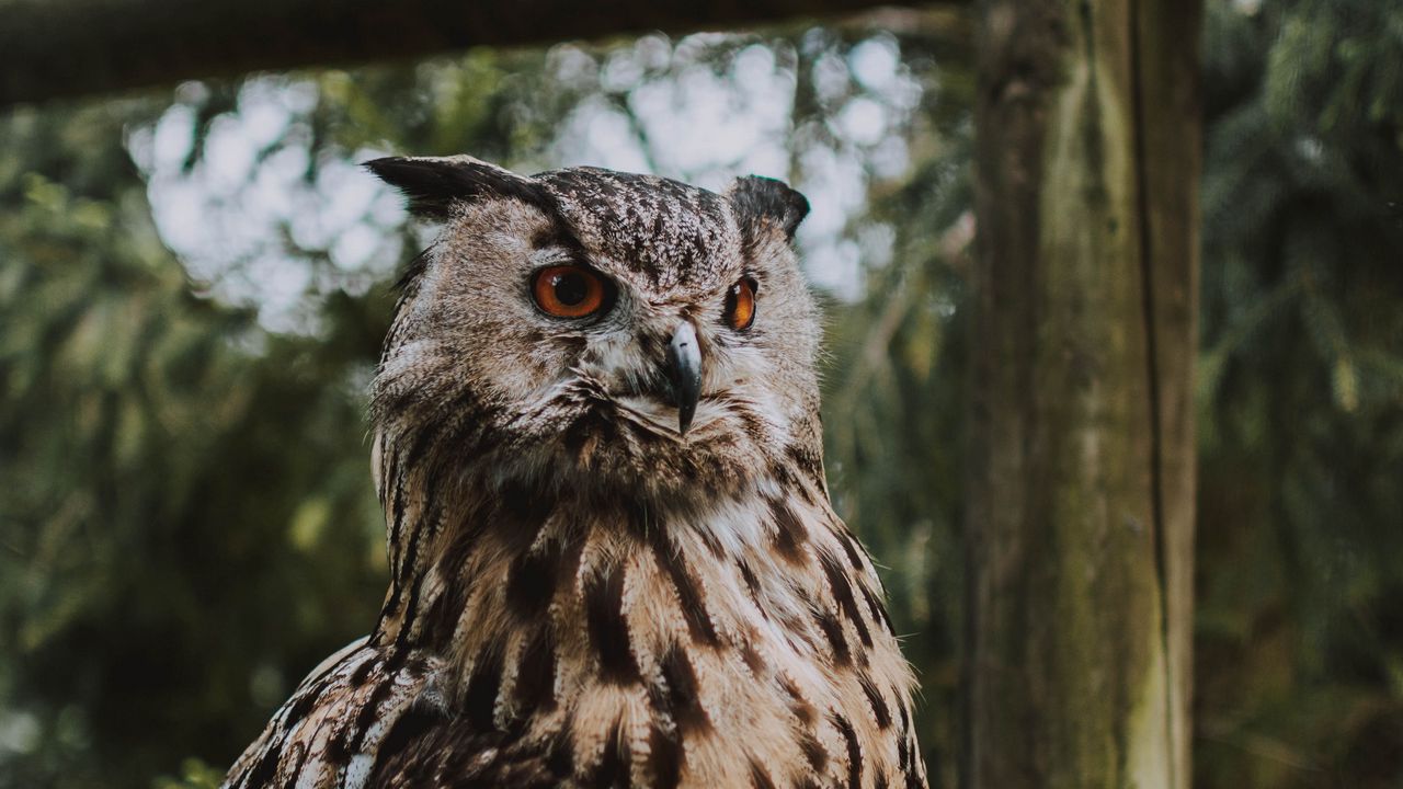 Wallpaper owl, bird, feathers, glance