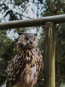 Preview wallpaper owl, bird, feathers, glance