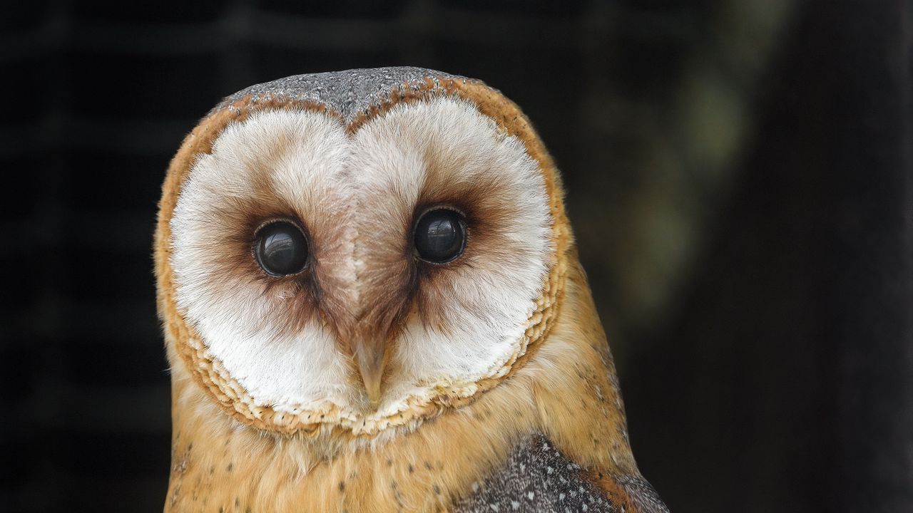 Wallpaper owl, bird, feathers, glance, watching