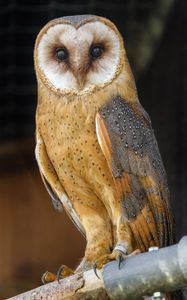 Preview wallpaper owl, bird, feathers, glance, watching