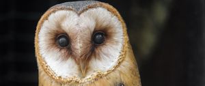 Preview wallpaper owl, bird, feathers, glance, watching