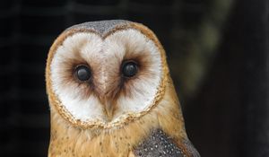 Preview wallpaper owl, bird, feathers, glance, watching