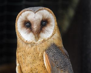 Preview wallpaper owl, bird, feathers, glance, watching