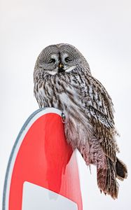 Preview wallpaper owl, bird, feathers, watching