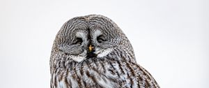 Preview wallpaper owl, bird, feathers, watching