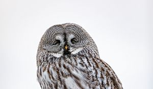 Preview wallpaper owl, bird, feathers, watching