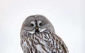 Preview wallpaper owl, bird, feathers, watching