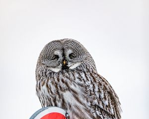 Preview wallpaper owl, bird, feathers, watching