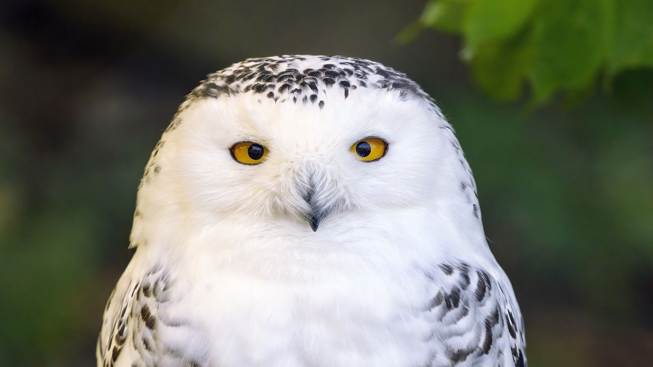 Wallpaper owl, bird, feathers, glance, wildlife hd, picture, image