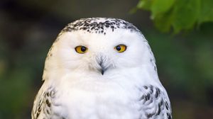 Preview wallpaper owl, bird, feathers, glance, wildlife