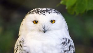 Preview wallpaper owl, bird, feathers, glance, wildlife