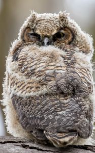 Preview wallpaper owl, bird, feathers, watching, glance
