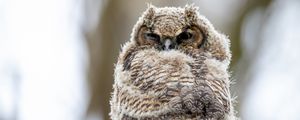 Preview wallpaper owl, bird, feathers, watching, glance