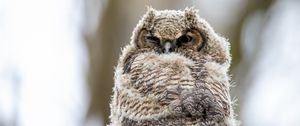 Preview wallpaper owl, bird, feathers, watching, glance