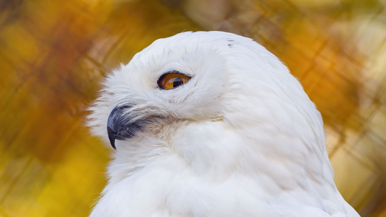 Wallpaper owl, bird, feathers, glance, white