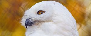 Preview wallpaper owl, bird, feathers, glance, white