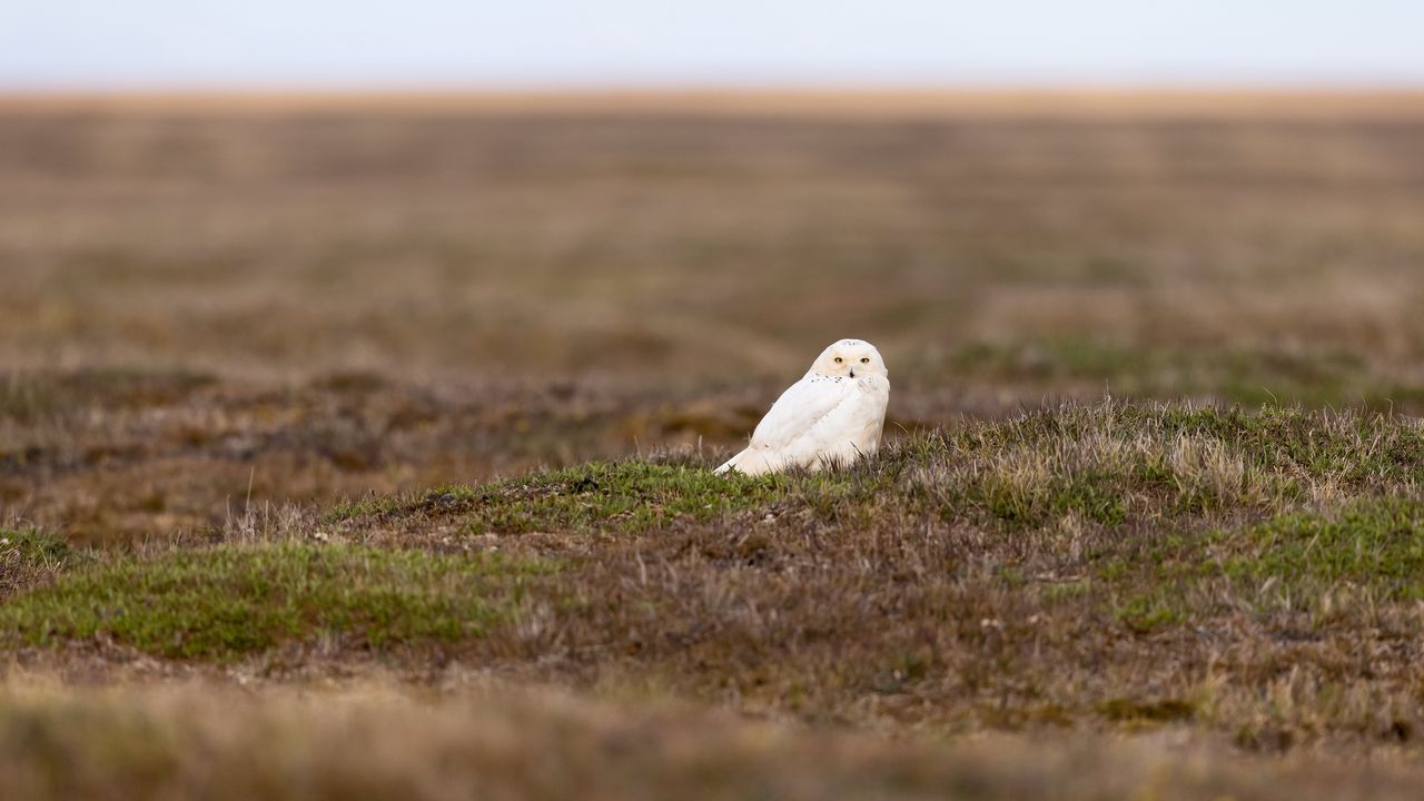 Wallpaper owl, bird, field, wildlife