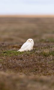 Preview wallpaper owl, bird, field, wildlife