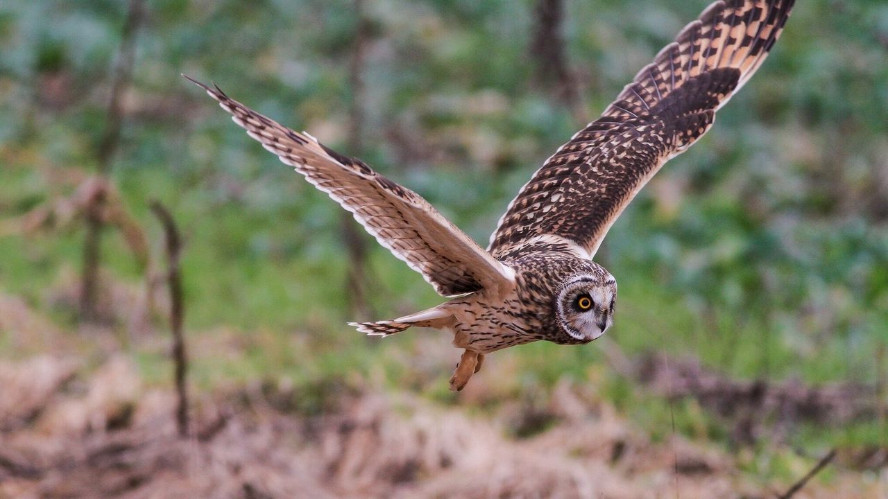 Wallpaper owl, bird, flap