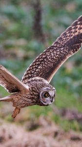 Preview wallpaper owl, bird, flap