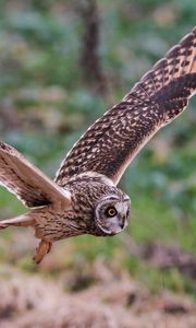 Preview wallpaper owl, bird, flap