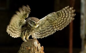 Preview wallpaper owl, bird, flap, wings