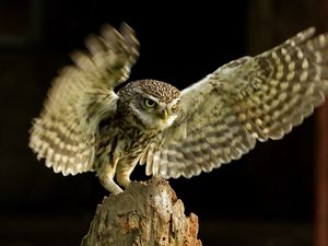 Preview wallpaper owl, bird, flap, wings