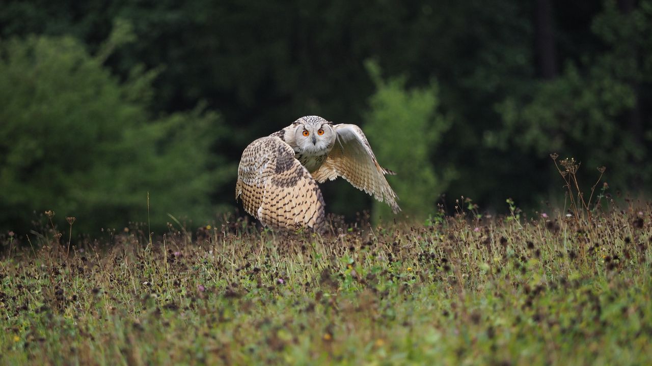 Wallpaper owl, bird, flight, wings, flap, predator, wildlife