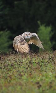 Preview wallpaper owl, bird, flight, wings, flap, predator, wildlife