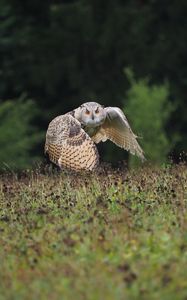 Preview wallpaper owl, bird, flight, wings, flap, predator, wildlife