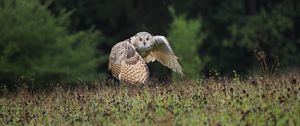 Preview wallpaper owl, bird, flight, wings, flap, predator, wildlife