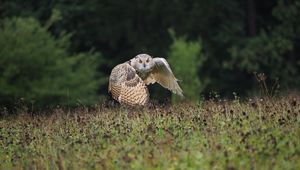 Preview wallpaper owl, bird, flight, wings, flap, predator, wildlife