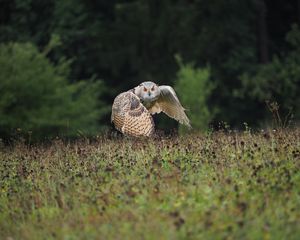 Preview wallpaper owl, bird, flight, wings, flap, predator, wildlife