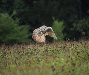 Preview wallpaper owl, bird, flight, wings, flap, predator, wildlife