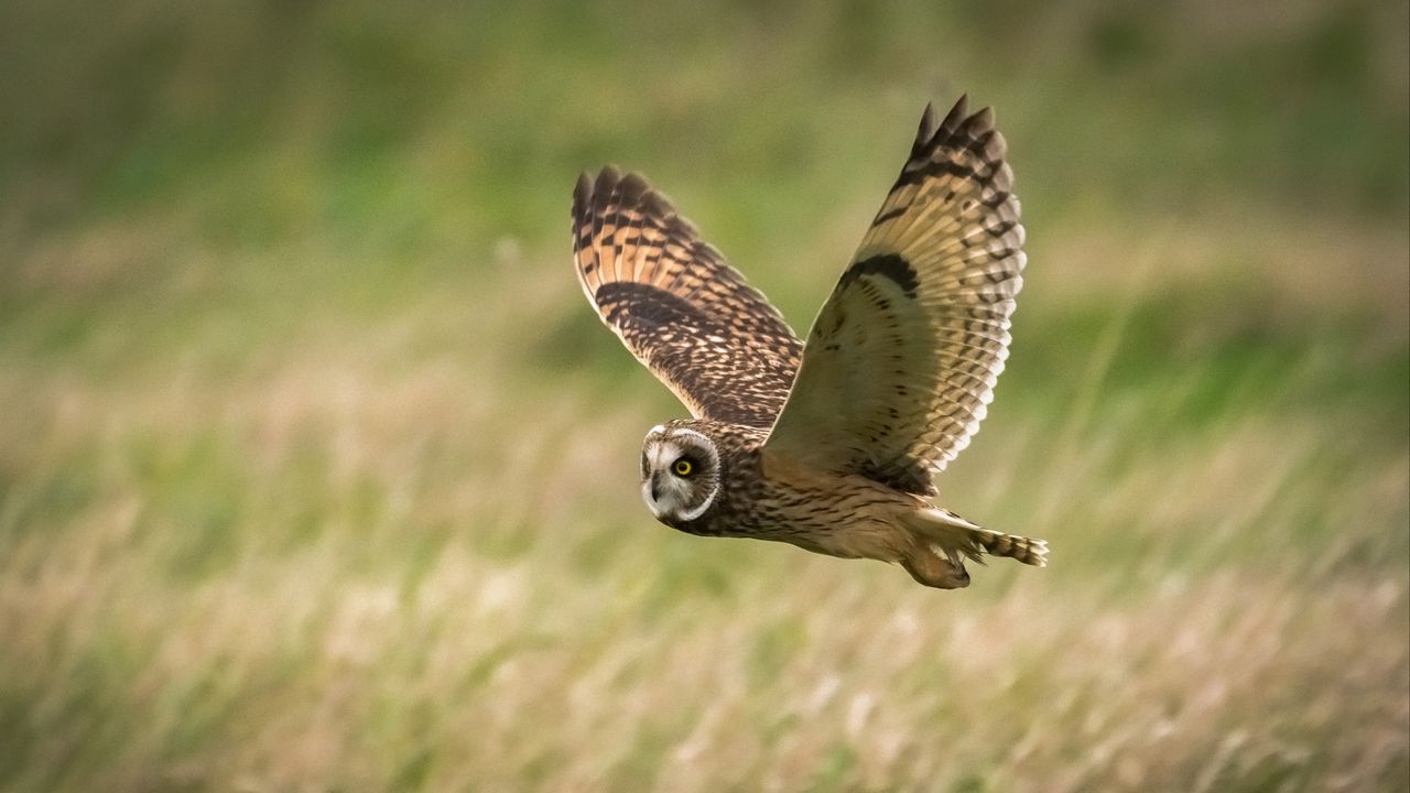 Wallpaper owl, bird, flight, field, wildlife
