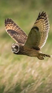 Preview wallpaper owl, bird, flight, field, wildlife