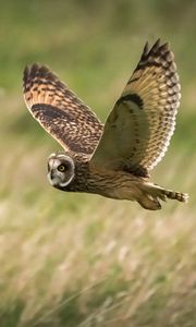 Preview wallpaper owl, bird, flight, field, wildlife