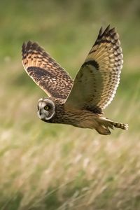 Preview wallpaper owl, bird, flight, field, wildlife