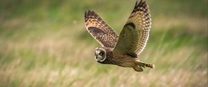 Preview wallpaper owl, bird, flight, field, wildlife